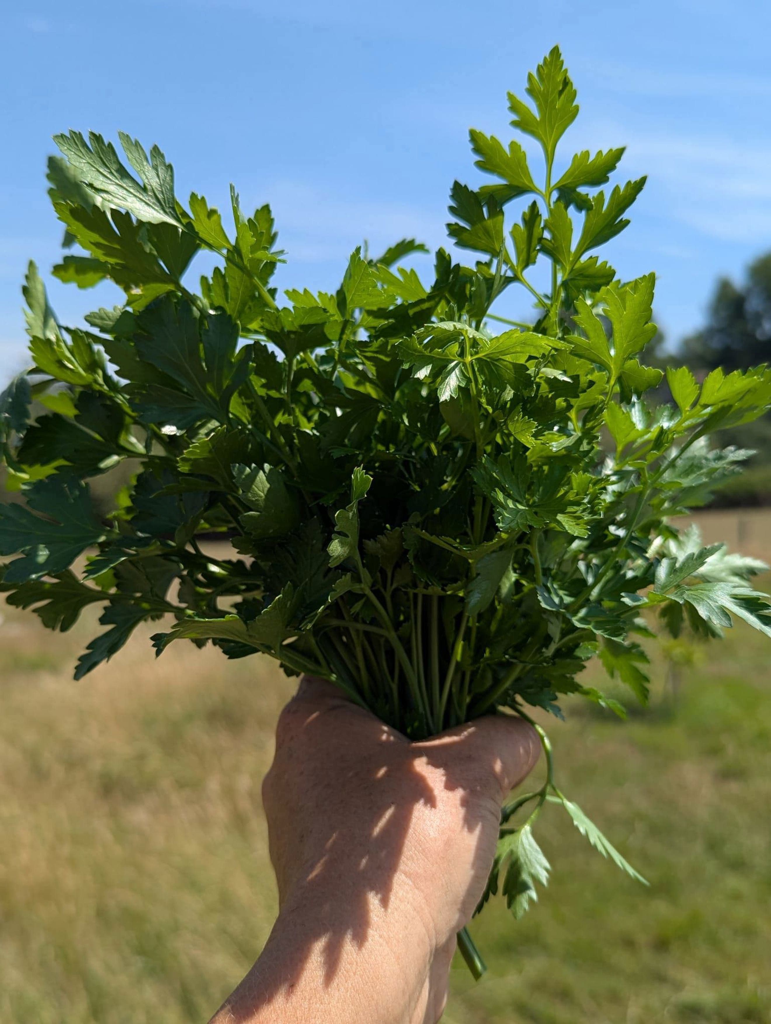 Parsley bunch
