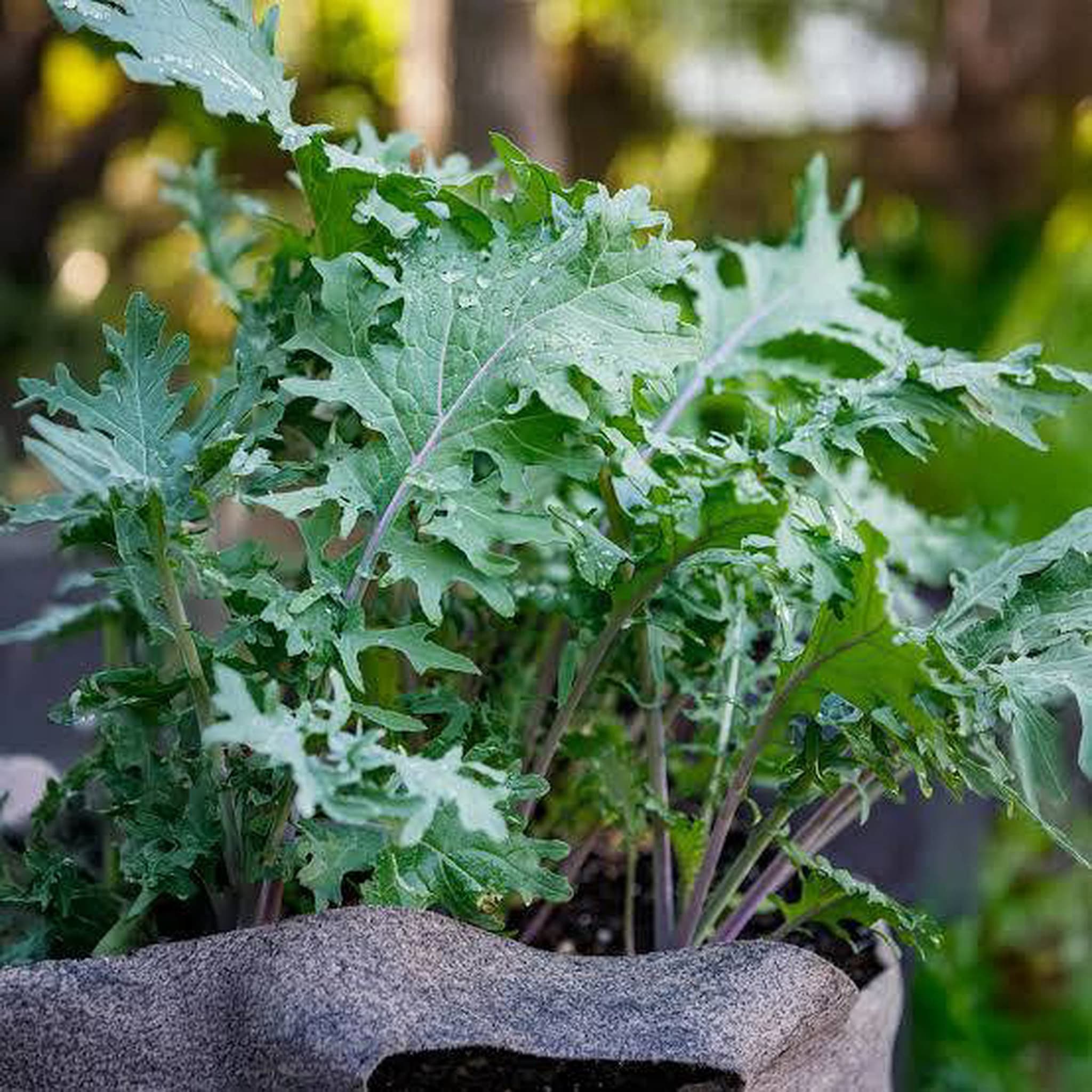 Red Russian Kale Plant