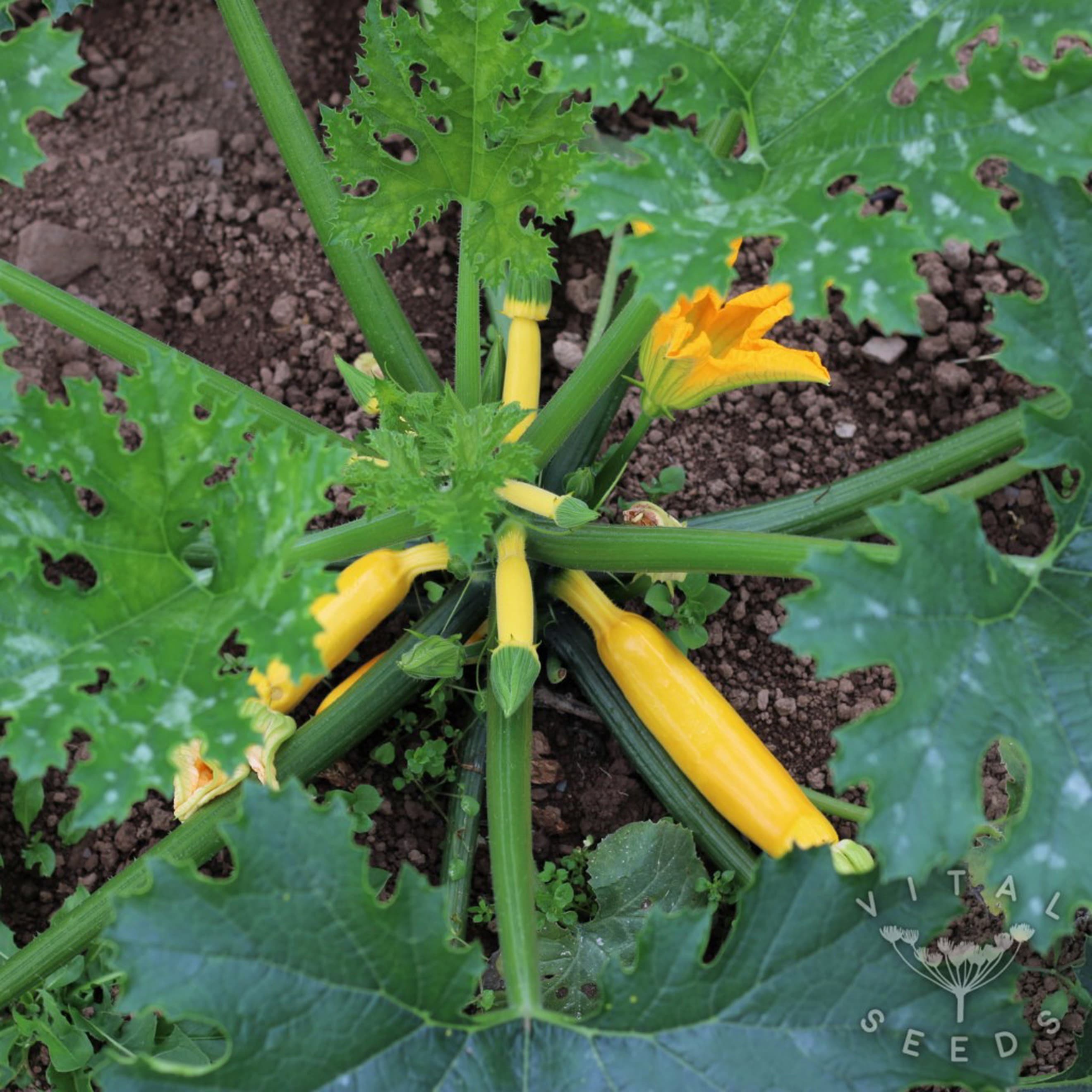 'Solara' Courgette Plant