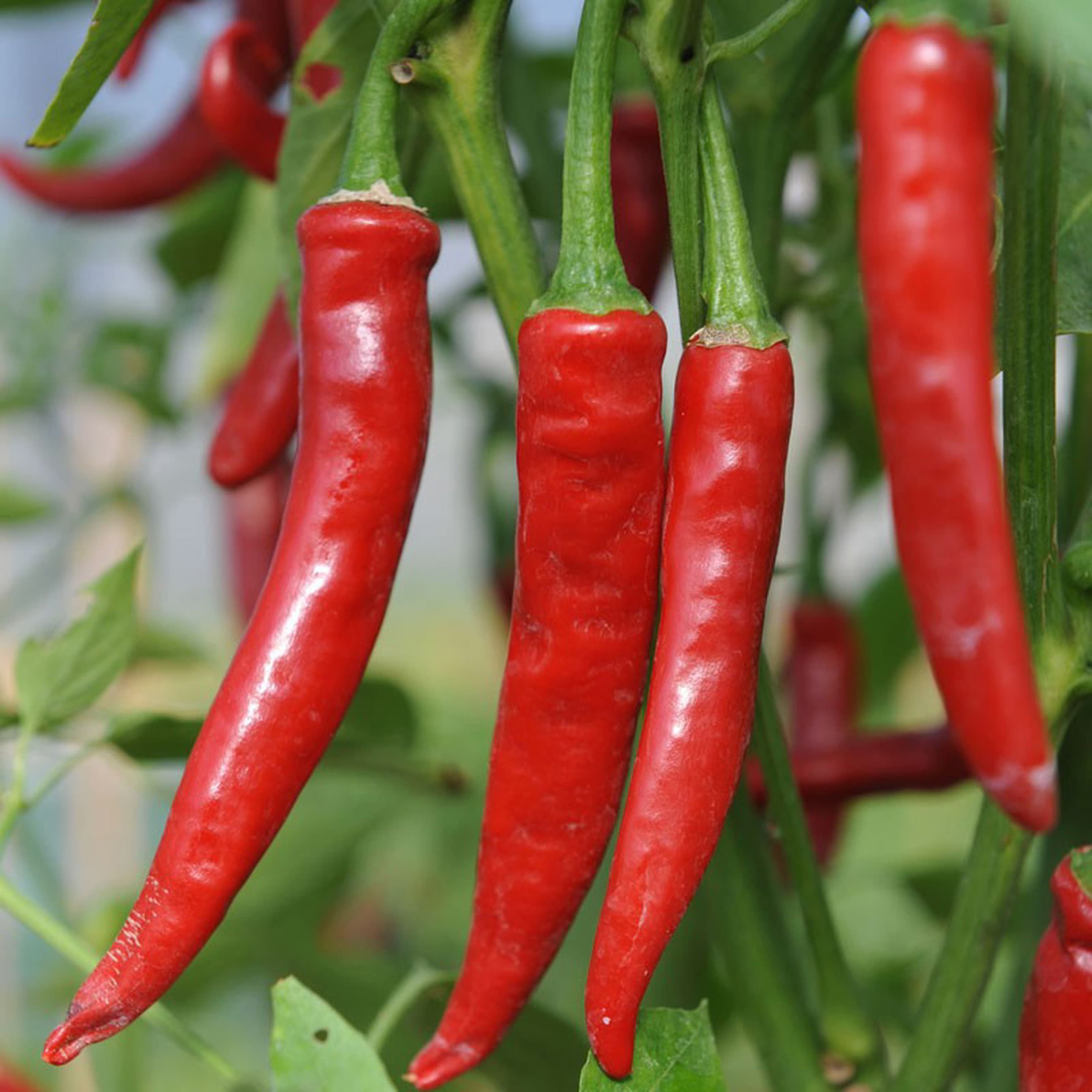 Fresh red chillies