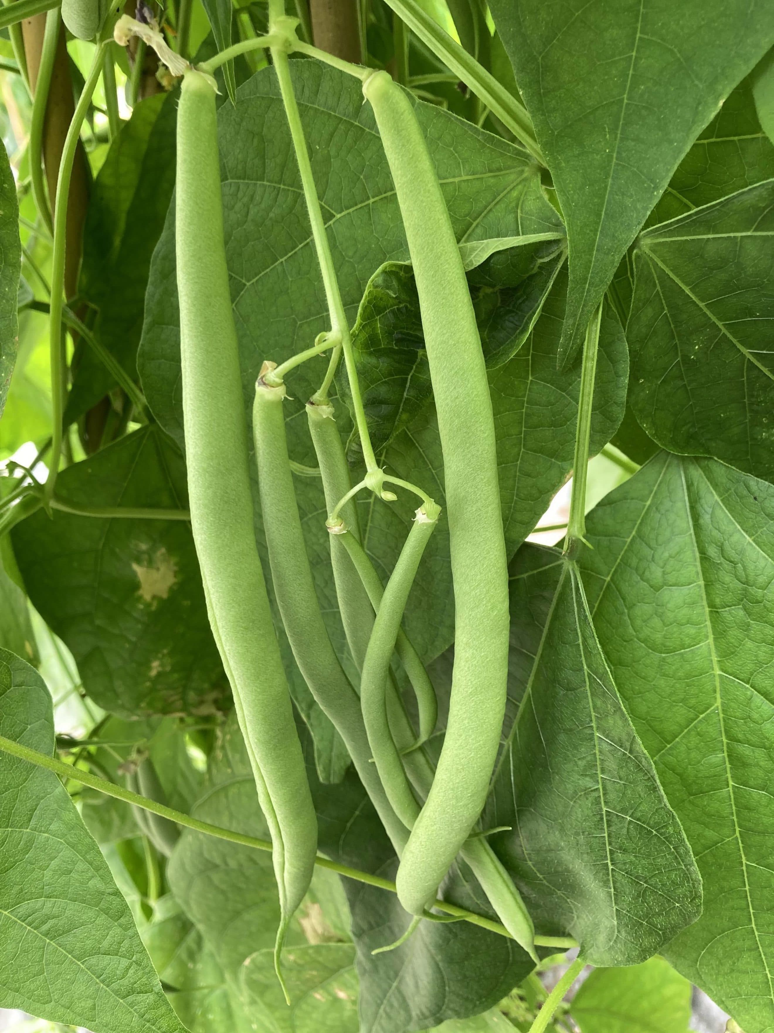 'Cobra' Climbing Bean Plant
