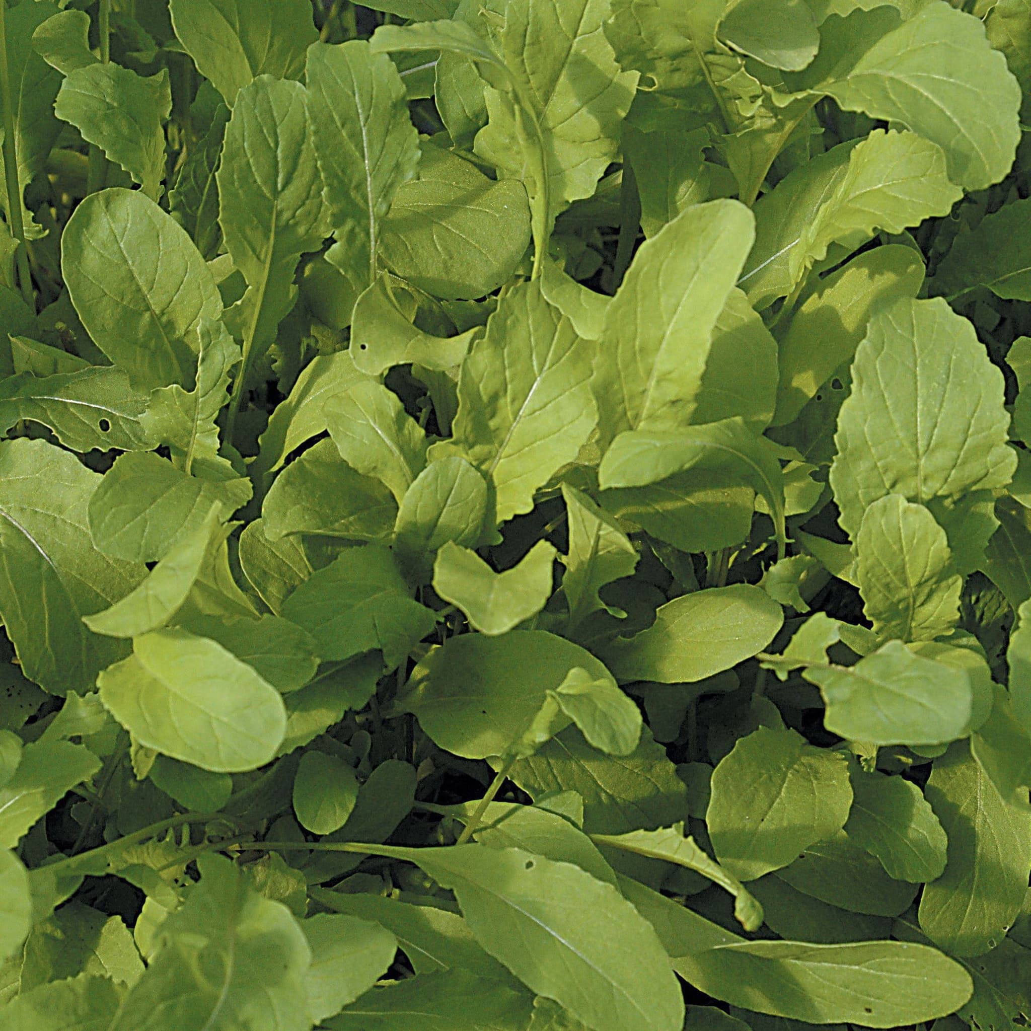 Salad Rocket Plant